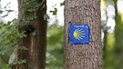 Jakobsweg, Pilgerweg,Muschelsymbol Wegweiser am Baum | Bild: picture-alliance/dpa