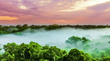 Sonnenuntergang über dem Brasilianischen Regenwald am Amazonas. | Bild: stock.adobe.com/streetflash