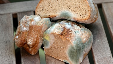 Verschimmeltes Brot | Bild: picture-alliance/dpa
