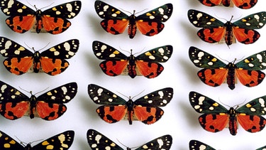 Schmetterlinge aufgepinnt | Bild: colourbox.com