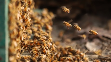 Ein Bienenschwarm an einem Bienenstock. | Bild: Colourbox.com/ Mohammed Anwarul Kabir Choudhury