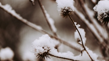 Schnee auf einem Ast. | Bild: BR/Sylvia Bentele