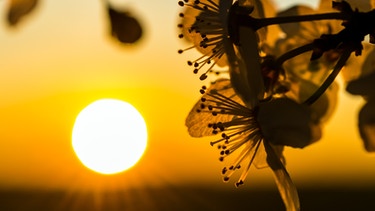 Alles dreht sich um die Sonne | Bild: picture-alliance/dpa