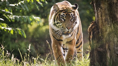 Sumatra-Tiger | Bild: picture-alliance/dpa