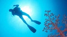 Taucher über Korallen | Bild: picture-alliance/dpa