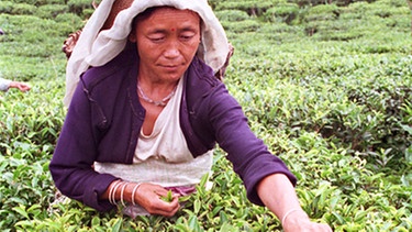 Tee-Ernte in Darjeeling | Bild: picture-alliance/dpa