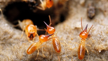 Termiten in Nahaufnahmen | Bild: picture-alliance/dpa