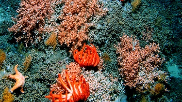 Korallen und Seesterne | Bild: picture-alliance/dpa