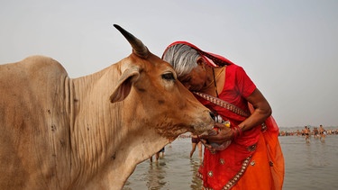 Eine indische Frau verehrt eine Kuh am Fluss Ganges | Bild: picture-alliance/dpa