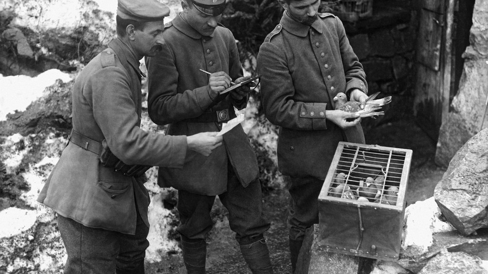 Brieftauben werden im 1.Weltkrieg zum Nachrichten überbringen genutzt | Bild: picture-alliance/dpa