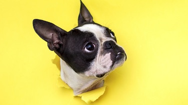 Ein Boston Terrier steckt seinen Kopf durch ein gelbes Plakat. | Bild: stock.adobe.com/Leksann