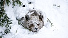 Darstellung: Bär erwacht aus Winterschlaf | Bild: picture-alliance/dpa
