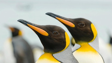 Zwei Pinguine. | Bild: MEV/GW20 Foto
