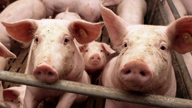 Schweine im Stall | Bild: BR