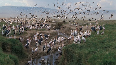 Wanderung von Pelikanen | Bild: picture alliance / imageBROKER | Malcolm Schuyl/FLPA