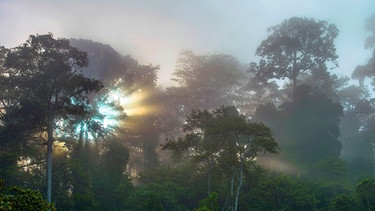 Tropischer Regenwald  | Bild: picture-alliance/dpa