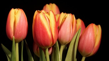 Tulpen | Bild: colourbox.com