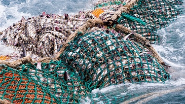 Ein gefangener Fischschwarm im Schleppernetz | Bild: picture alliance / Christoph Mohr 