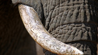 Nahaufnahme auf einen Elefantenzahn. | Bild: picture alliance / Zoonar | W. Woyke