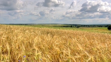 Getreidefeld auf dem Land | Bild: colourbox.com