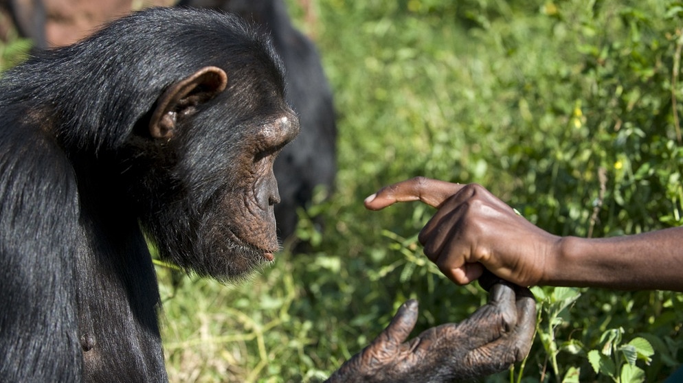 Schimpansenhand greift nach Menschenhand | Bild: picture-alliance/dpa