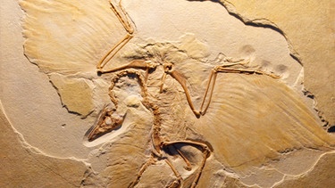 Das 2. Skelettexemplar eines Archaeopteryx, gefunden im bayerischen Blumenberg bei Eichstätt | Bild: picture-alliance/ dpa | Daniel Fischer
