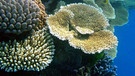 Verschiedene Korallenarten | Bild: picture-alliance/dpa