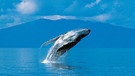 Ein Wal springt aus dem Wasser | Bild: colourbox.com/ davidhoffmannphotography