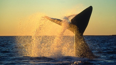 Walflosse im Meer | Bild: picture-alliance/dpa