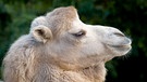 Weißes Kamel | Bild: picture-alliance/dpa