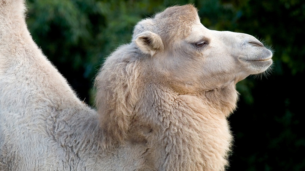 Weißes Kamel | Bild: picture-alliance/dpa
