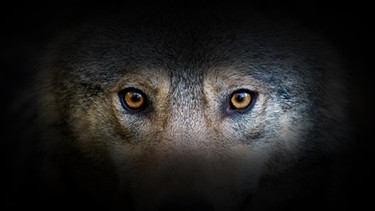 Die Augen eines Wolfs in dunkler Umgebung. | Bild: stock.adobe.com/byrdyak