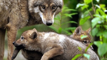Wolf mit zwei Wolfsjungen | Bild: picture-alliance/dpa 