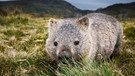 Wombat | Bild: colourbox.com