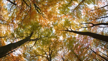Herbstliche Baumkronen | Bild: picture-alliance/dpa