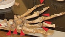 Knochenfunde im Schaukasten -Jura-Museum Eichstätt | Bild: Jura-Museum Eichstätt Willibaldsburgg