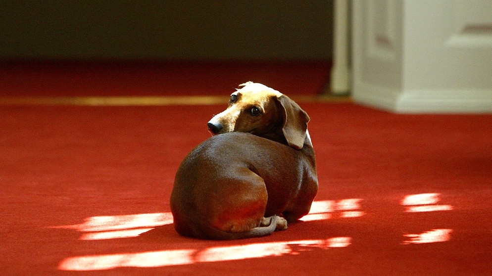 Ein Dackel macht es sich auf einem roten Teppich bequem. | Bild: picture-alliance/dpa