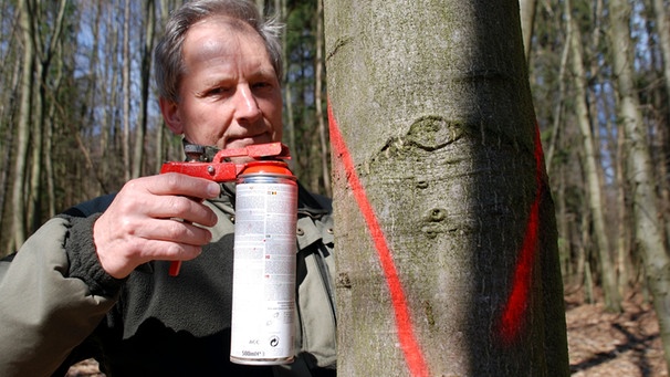 Förster markiert einen Baum | Bild: picture-alliance/dpa