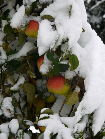 Alte Apfelsorten - eine robuste alte Sorte wie Prinz Albrecht von  Preussen trägt auch in höheren Lagen des Allgäus noch reich und hält  auch einen Schneefall aus. | Bild: BR/Marianne Bitsch