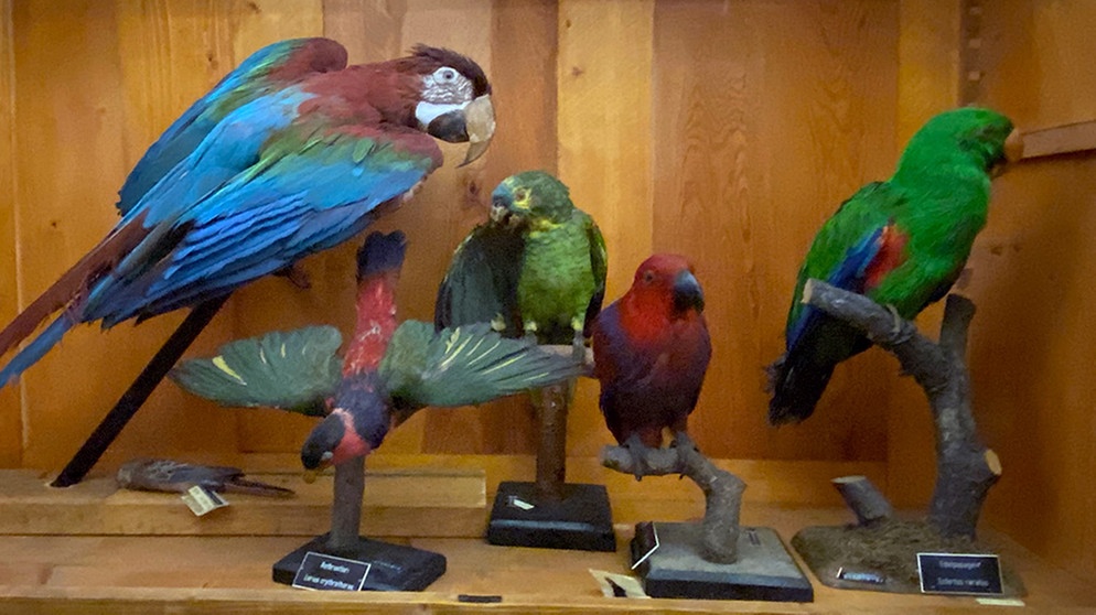 Exotische Vögel in der Lehrsammlung des Biozentrums der Uni Würzburg | Bild: Susanne Roßbach/BR Franken