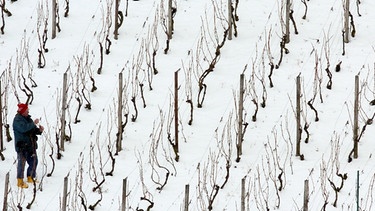 Auf einem schneebedeckten Weinberg schneidet am Montag (21.02.2005) im oberpfälzischen Bach (Landkreis Regensburg) ein Mann an einem Rebstock.  | Bild: picture-alliance/dpa