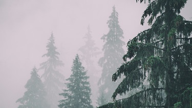Tannen im Nebel  | Bild: colourbox.com