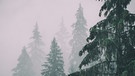 Tannen im Nebel  | Bild: colourbox.com