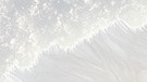 weiße Strukturen: Schneekristalle, Papier, Engelsflügel, Brautkleid, lackierte Bretter | Bild: colourbox.com; Montage: BR