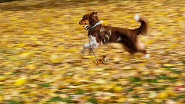 Ein Hund spielt am 08.11.2012 im Englischen Garten in München (Bayern) mit seinem Stock im gelben Laub auf den ausgedehnten Rasenflächen der Anlage. | Bild: picture-alliance/dpa
