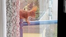 Eichhörnchen auf Balkonbrüstung | Bild: Anja Salewsky, BR