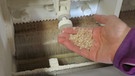 Drax-Mühle;  geschrotetes Korn | Bild: BR / Christine Gaupp