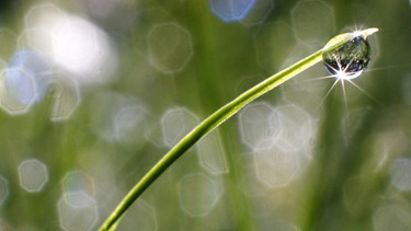 Ein Tautropfen glitzert an einem Grashalm in der Sonne | Bild: picture-alliance/dpa