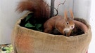 Langohriges Eichhörnchen vor Winterschlaf | Bild: Anja Salewsky, BR