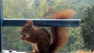 Eichhörnchen auf Münchner Balkon | Bild: Anja Salewsky, BR